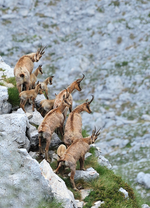 Camoscio d''Abruzzo Rupicapra pyrenaica ornata